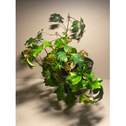 Taimepood. Teised - Cissus alata