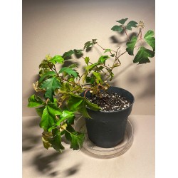 Taimepood. Teised - Cissus alata
