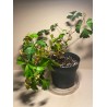 Taimepood. Teised - Cissus alata