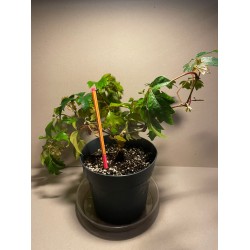 Taimepood. Teised - Cissus alata