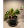 Taimepood. Teised - Cissus alata
