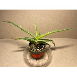 Al