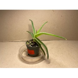 Aloe arborescens, variegata