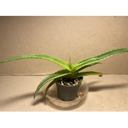 Aloe arborescens, variegata
