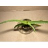 Aloe arborescens, variegata