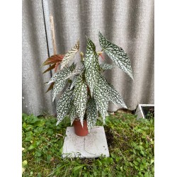 Begonia maculata 'Double Dot', L