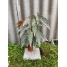 Begonia maculata 'Double Dot', L