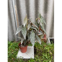 Begonia maculata 'Double Dot', L