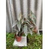 Begonia maculata 'Double Dot', L