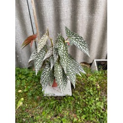 Begonia maculata 'Double Dot', L