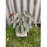 Begonia maculata 'Double Dot', L