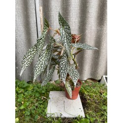 Begonia maculata 'Double Dot', L