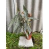 Begonia maculata 'Double Dot', L