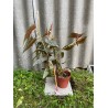 Begonia maculata 'Double Dot', L
