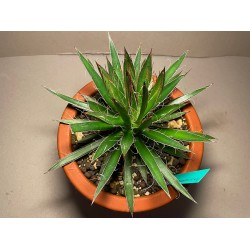 Taimepood. Agaavid - Agave polianthiflora