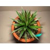 Taimepood. Agaavid - Agave polianthiflora