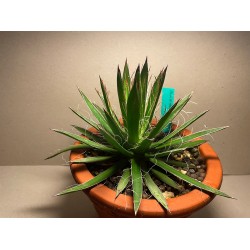 Taimepood. Agaavid - Agave polianthiflora