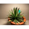 Taimepood. Agaavid - Agave polianthiflora