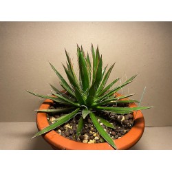 Taimepood. Agaavid - Agave polianthiflora