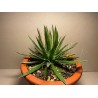 Taimepood. Agaavid - Agave polianthiflora
