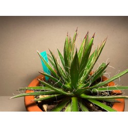 Taimepood. Agaavid - Agave polianthiflora