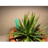 Taimepood. Agaavid - Agave polianthiflora