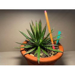 Taimepood. Agaavid - Agave polianthiflora