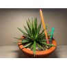 Taimepood. Agaavid - Agave polianthiflora
