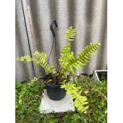 Nephrolepis exaltata 'Boston Blonde', S