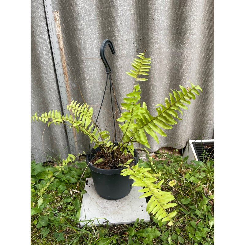 Nephrolepis exaltata 'Boston Blonde', S