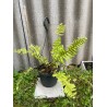 Nephrolepis exaltata 'Boston Blonde', S