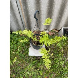 Nephrolepis exaltata 'Boston Blonde', S