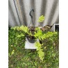 Nephrolepis exaltata 'Boston Blonde', S