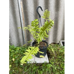 Nephrolepis exaltata 'Boston Blonde', S