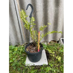 Nephrolepis exaltata 'Boston Blonde', S