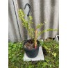 Nephrolepis exaltata 'Boston Blonde', S