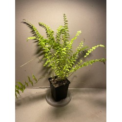 Nephrolepis exaltata 'Boston Blonde'