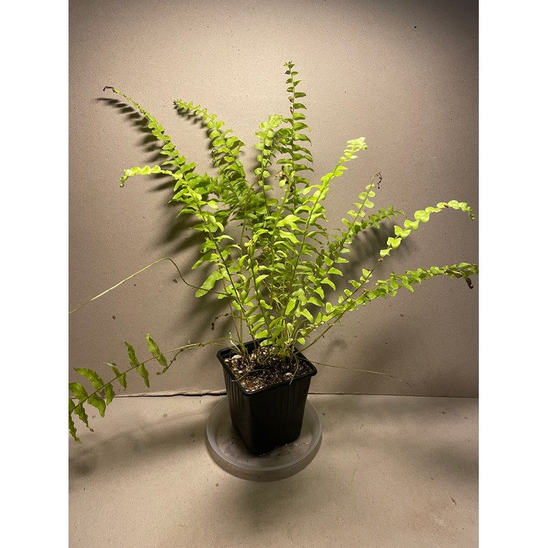 Nephrolepis exaltata 'Boston Blonde'