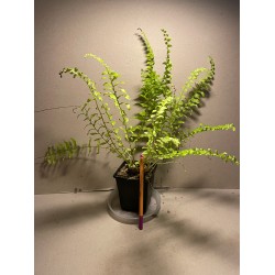 Nephrolepis exaltata 'Boston Blonde'
