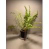 Nephrolepis exaltata 'Boston Blonde'