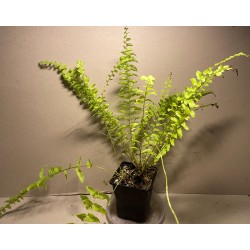 Nephrolepis exaltata 'Boston Blonde'
