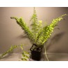 Nephrolepis exaltata 'Boston Blonde'
