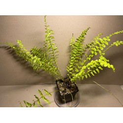 Nephrolepis exaltata 'Boston Blonde'