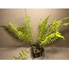 Nephrolepis exaltata 'Boston Blonde'