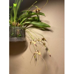 Dracula pubescens
