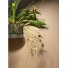 Dracula pubescens