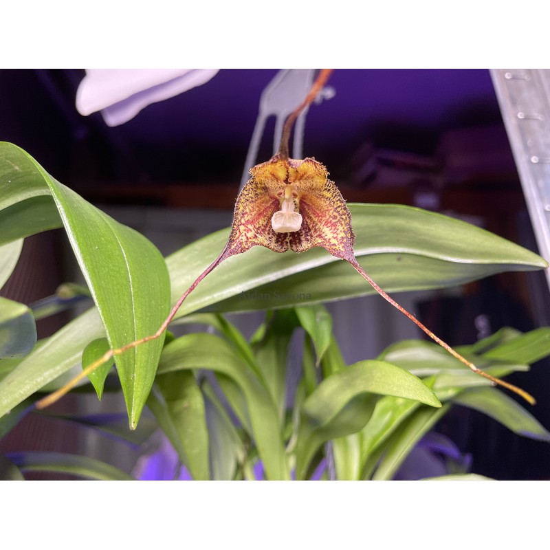 Dracula pubescens