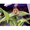 Dracula pubescens