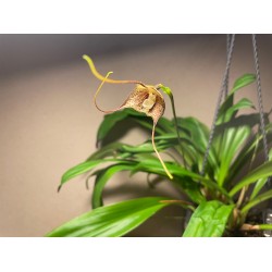 Dracula pubescens