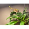Dracula pubescens